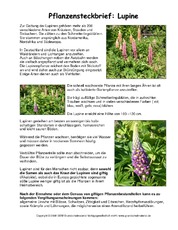 Steckbrief-Lupine.pdf